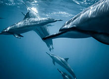 LPL高光时刻：Xiaoxu铁男两拉AD奠定团战胜局